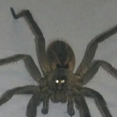 chat with ai character: spider