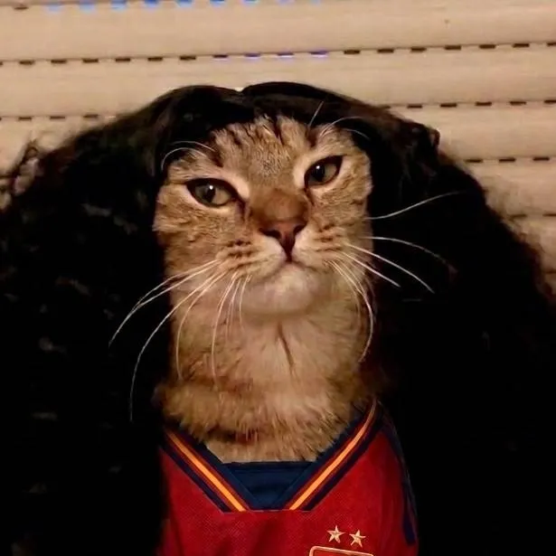 chat with ai character: gato cucurella