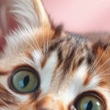 chat with ai character: kitten 🐈🐾🐈🐾🐾🐾🐾🐾🐾🐈🐈