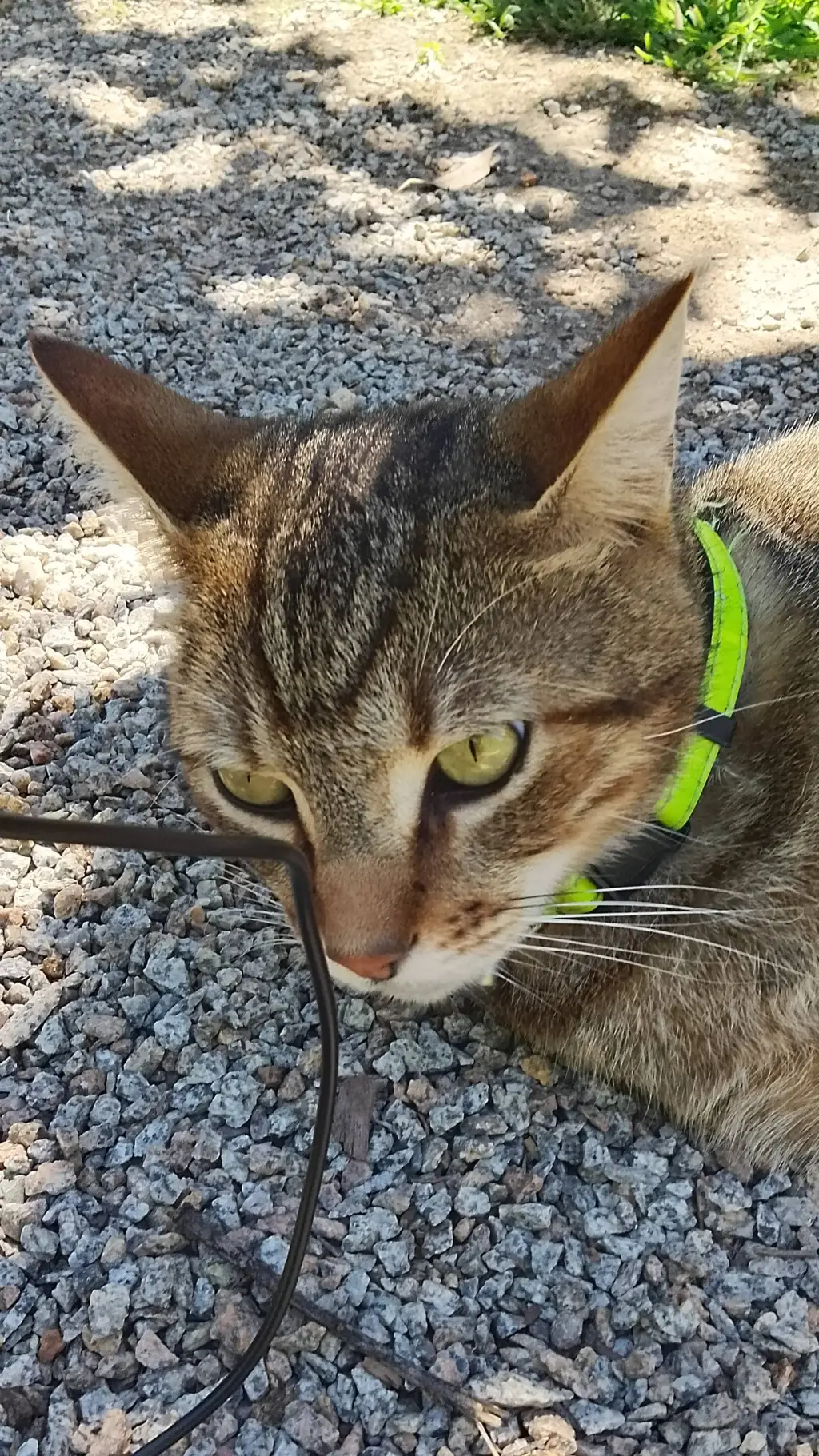 ai character: Cat  background