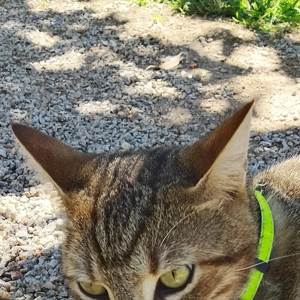 chat with ai character: Cat 
