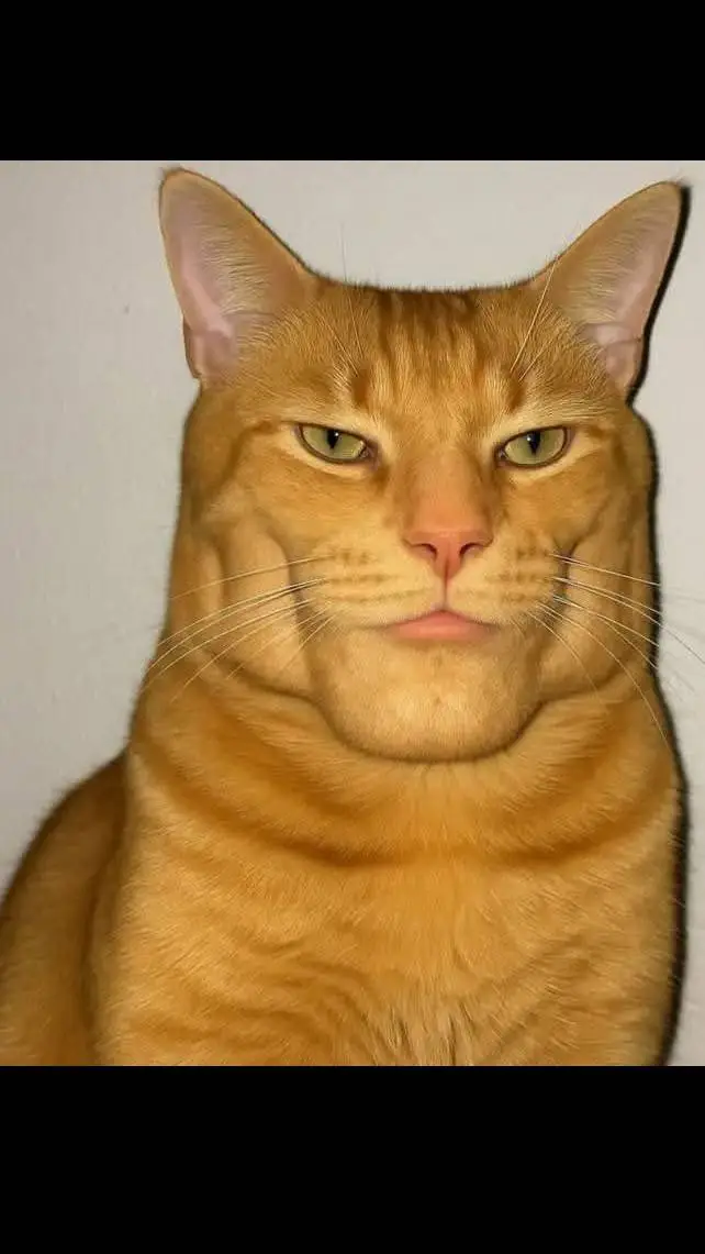 ai character: orange sigma cat background