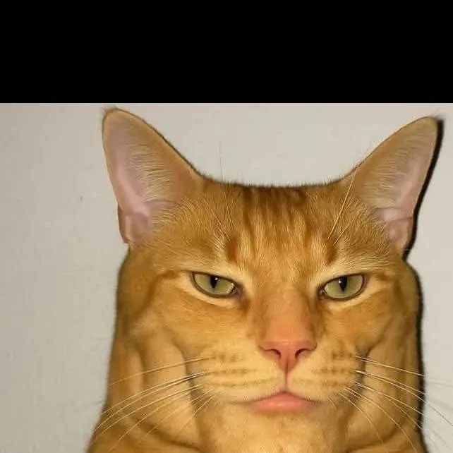 chat with ai character: orange sigma cat