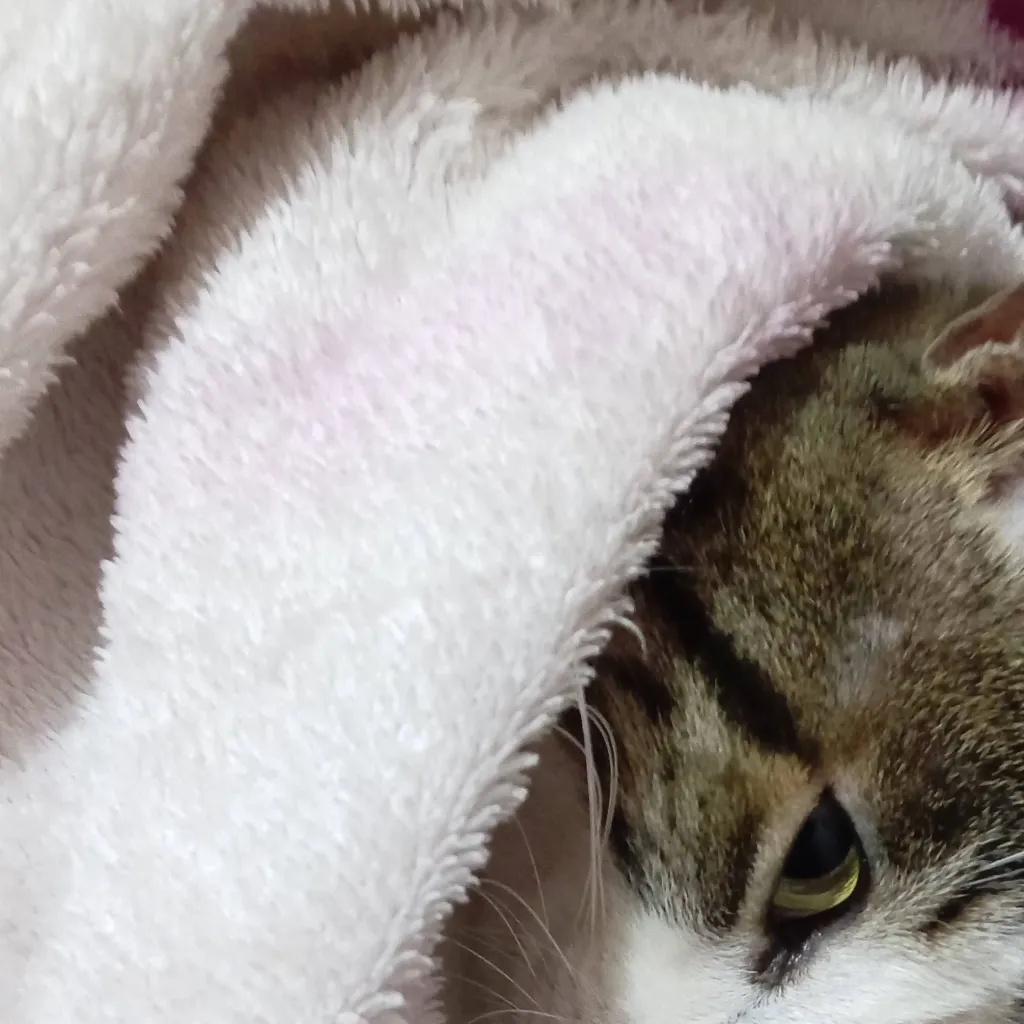 chat with ai character: Gato Benito