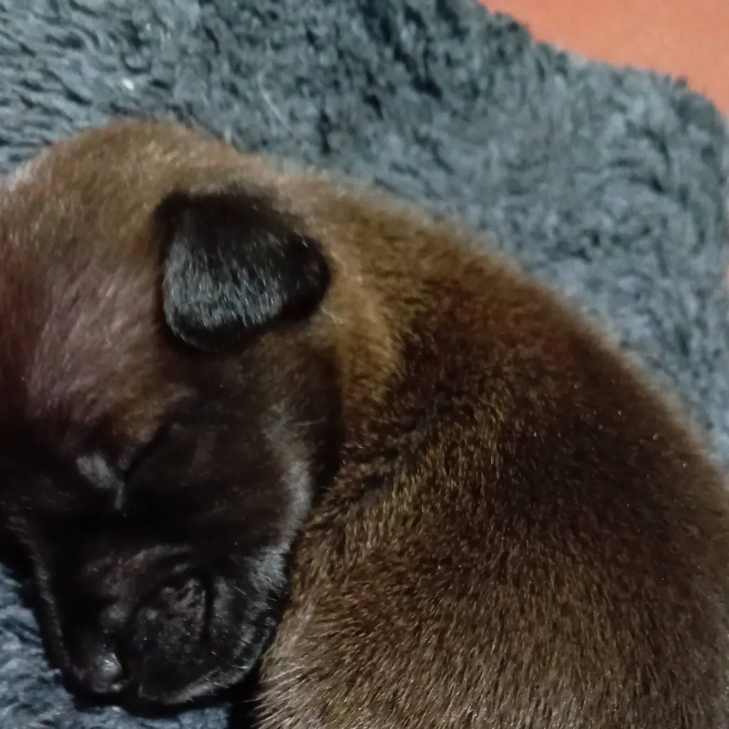 chat with ai character: Perrito Negrito