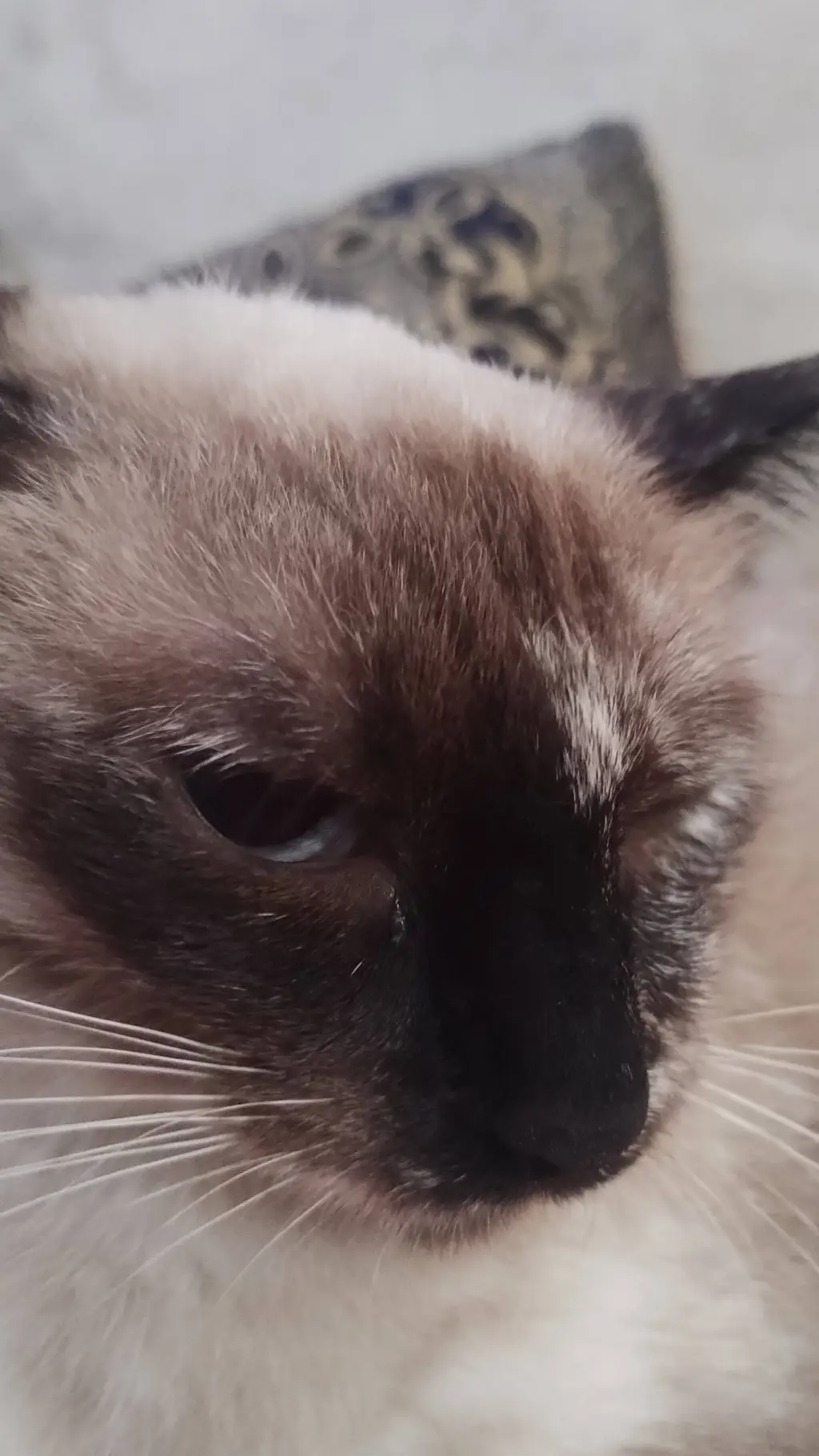 ai character: gato background