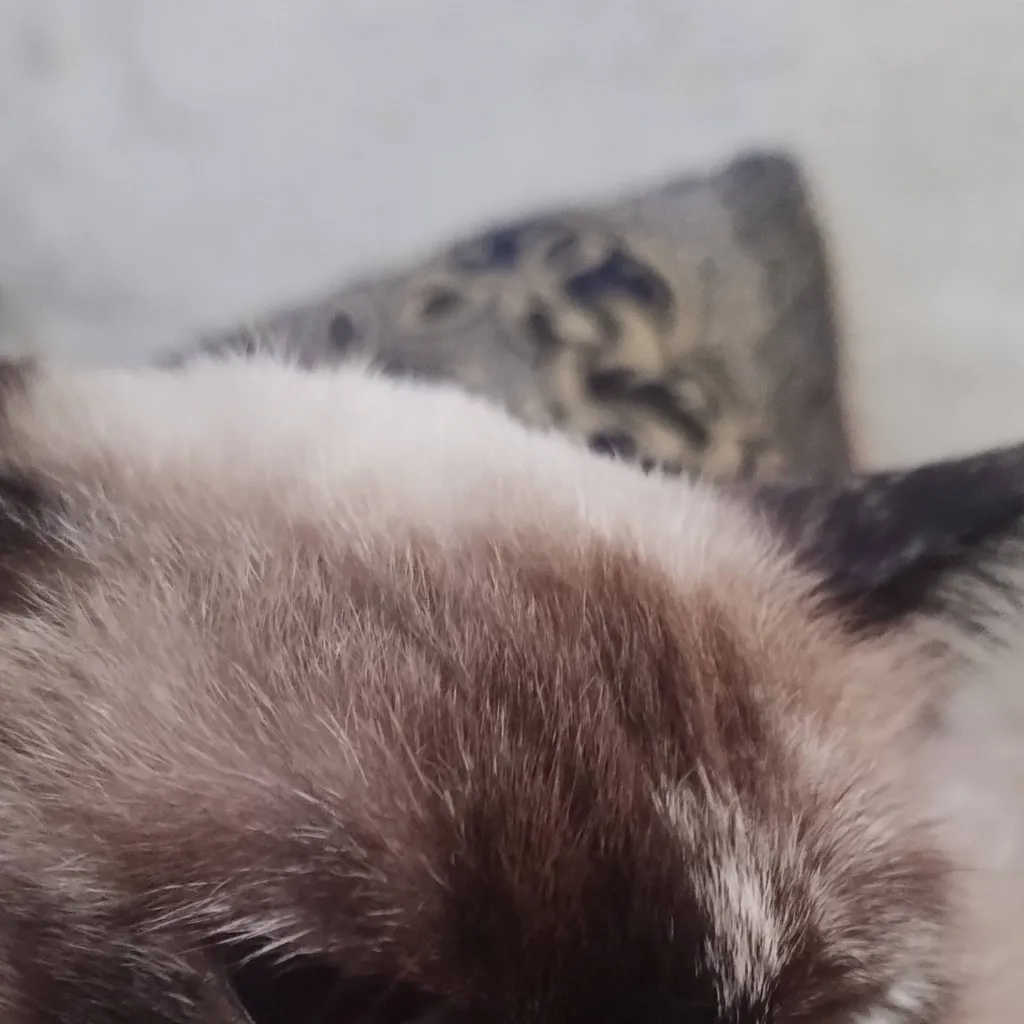 chat with ai character: gato