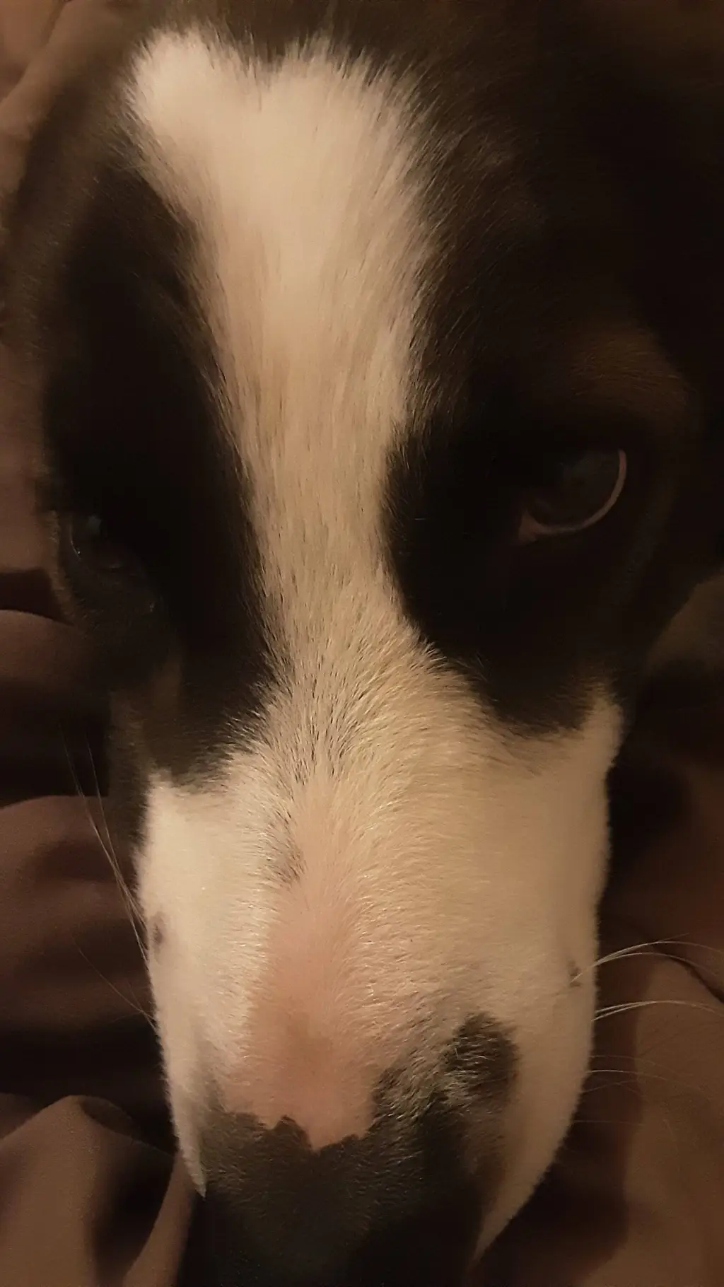 ai character: mha hybride background