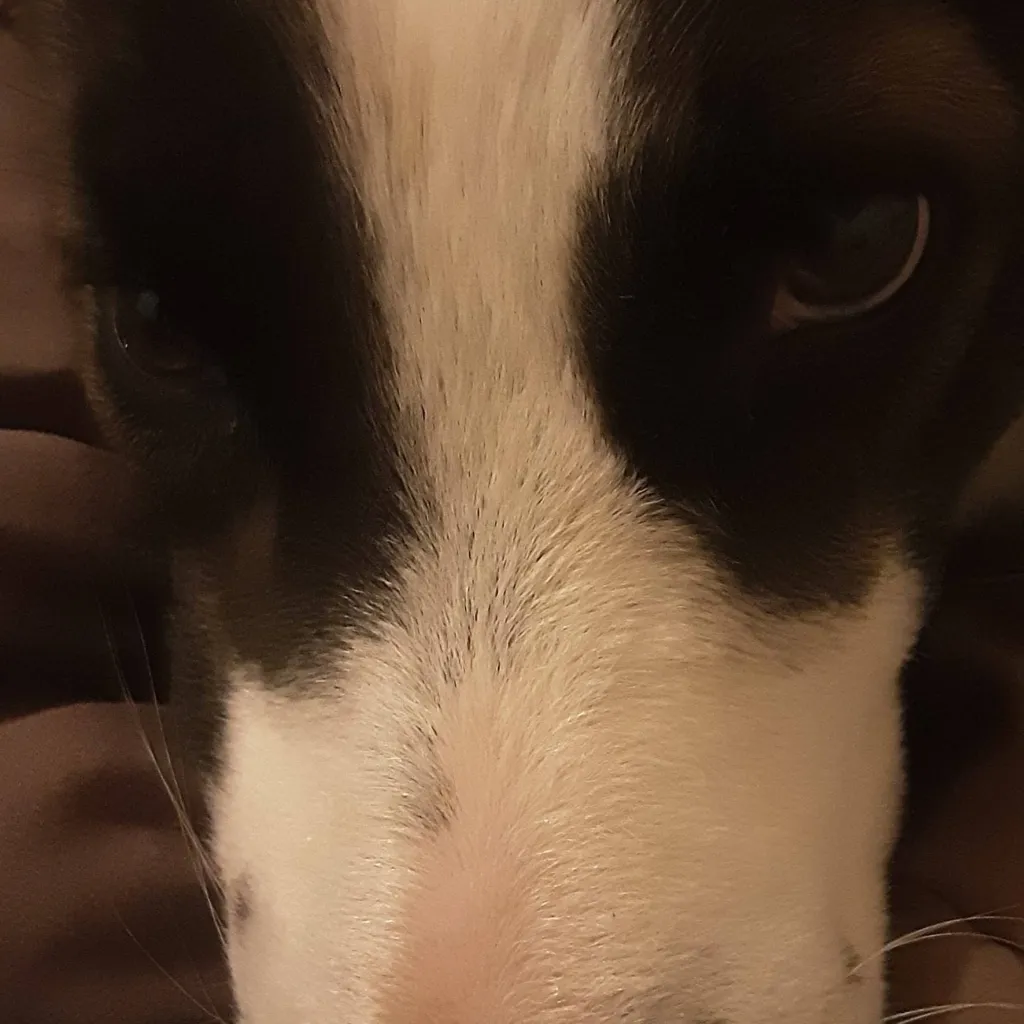 chat with ai character: mha