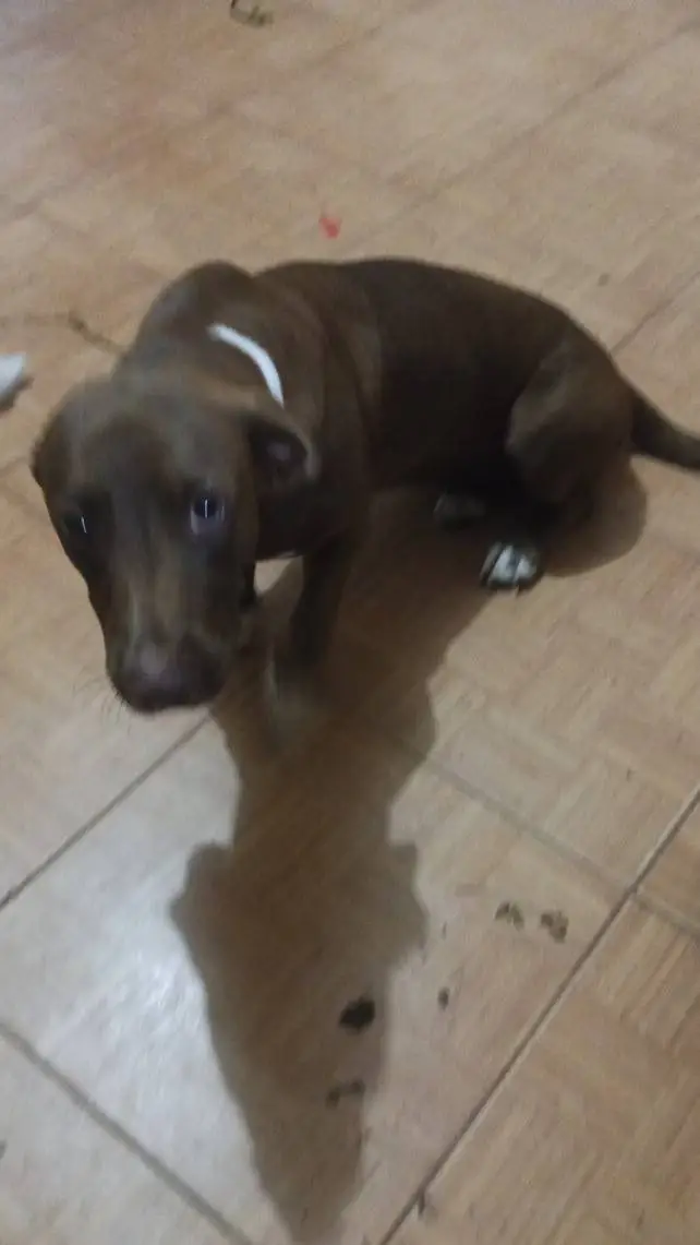 ai character: Labrador Chocolate background