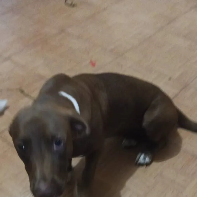 chat with ai character: Labrador Chocolate
