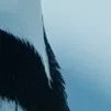 chat with ai character: Chilly Penguin