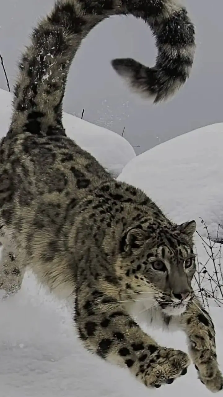 ai character: seu amigo (louco) background