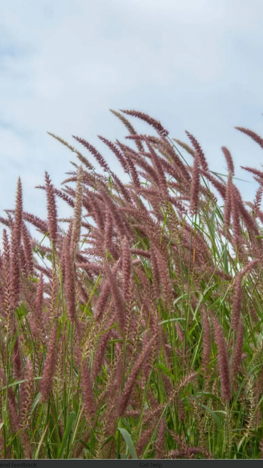 ai character: grass background