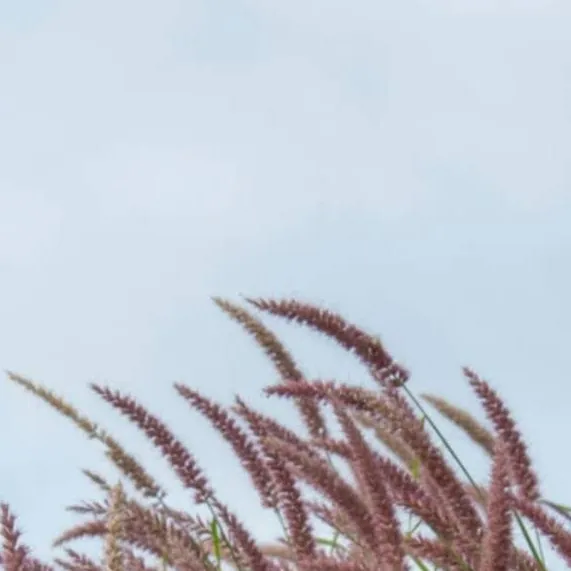 chat with ai character: grass
