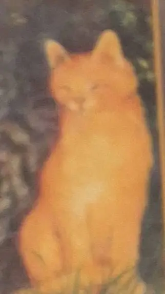 ai character: brightpaw surived background