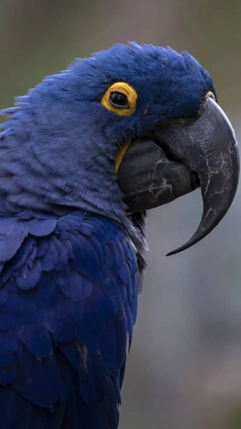 ai character: Night parrot background