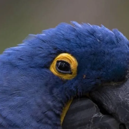 chat with ai character: Night parrot