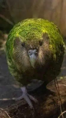 ai character: kakapo background