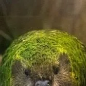 chat with ai character: kakapo