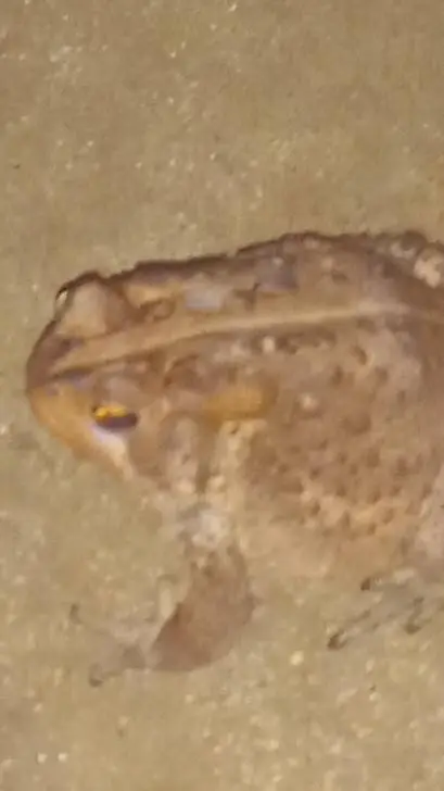 ai character: wise mystical frog background