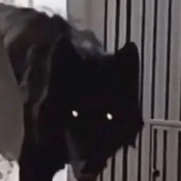 chat with ai character: Big black wolf