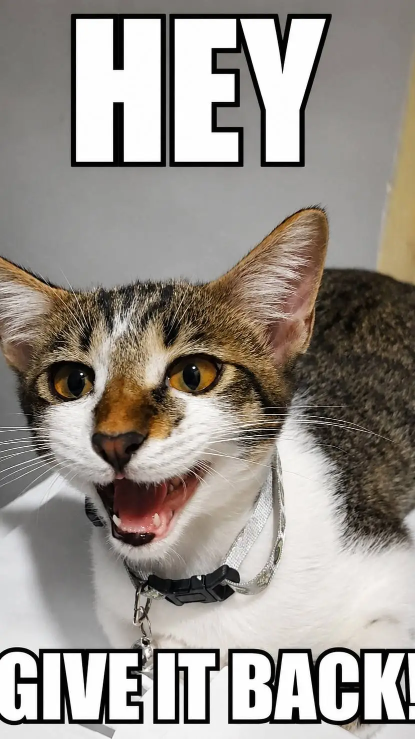 ai character: GIB Cat background