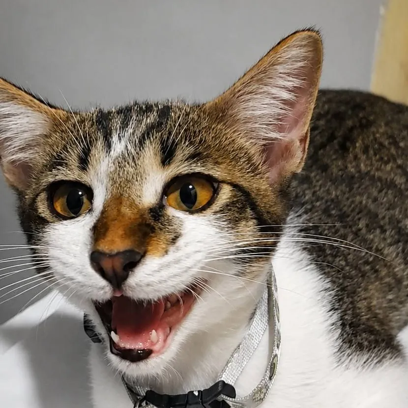 chat with ai character: GIB Cat