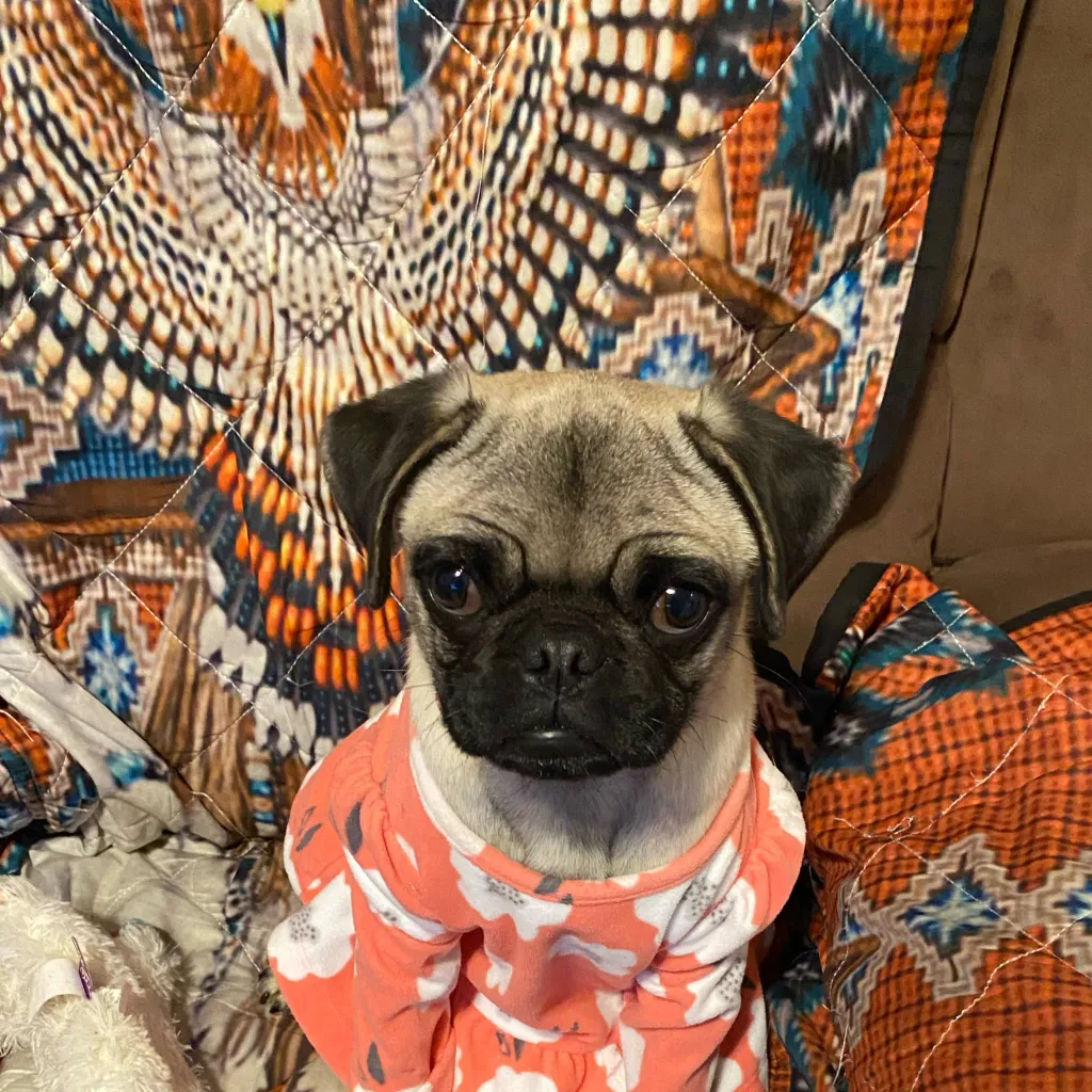 chat with ai character: Abriella