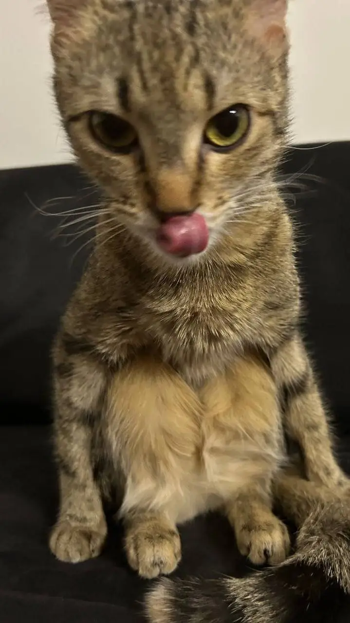 ai character: Кошечка background