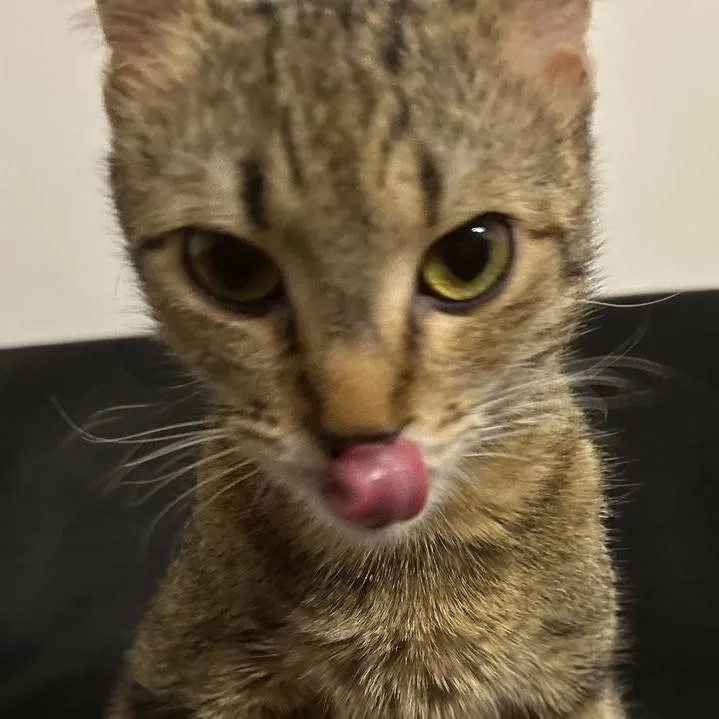 chat with ai character: Кошечка