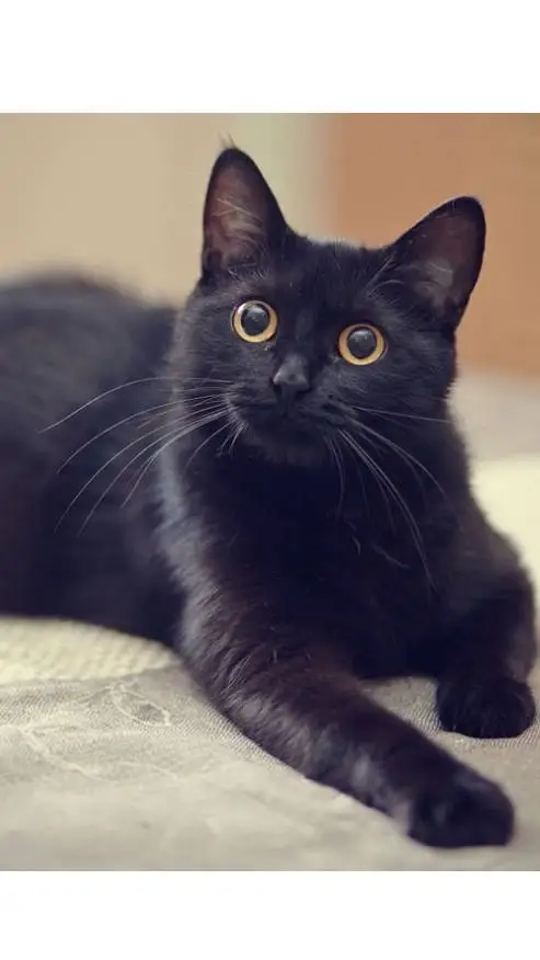 ai character: The Black Kitten background