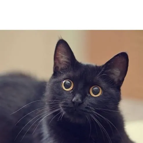 chat with ai character: The Black Kitten