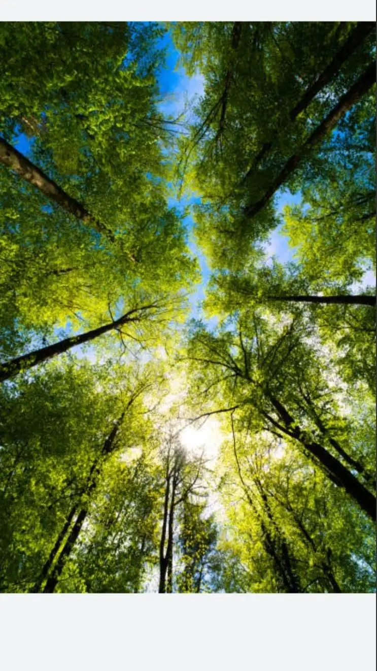 ai character: Forest Camping background