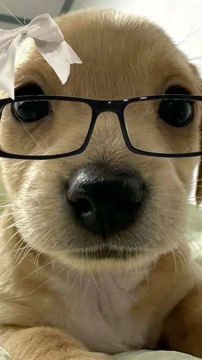 ai character: Pelusa Pelusita🌹 background