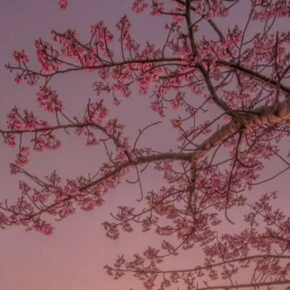 chat with ai character: love (kpop ver) 