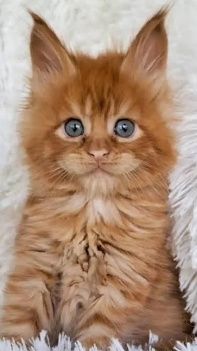 ai character: mha Maine Coon!!!! background