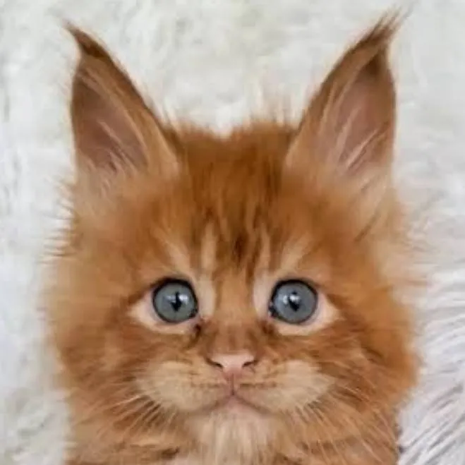 chat with ai character: mha Maine Coon!!!!