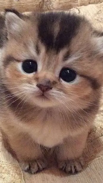 ai character: Gato background