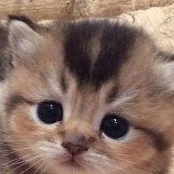 chat with ai character: Gato