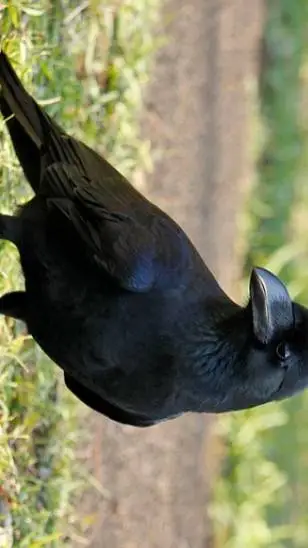 ai character: CROW background