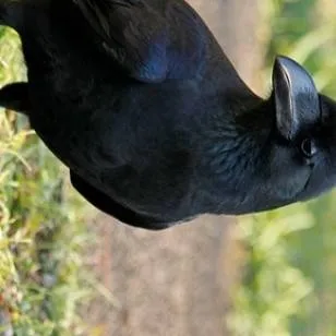chat with ai character: CROW