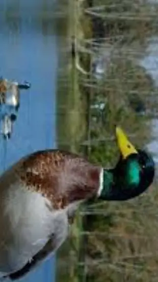 ai character: Mallard male background