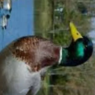 chat with ai character: Mallard male