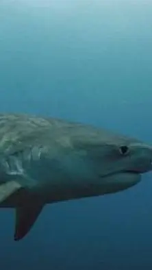 ai character: FEMALE TIGER SHARK background