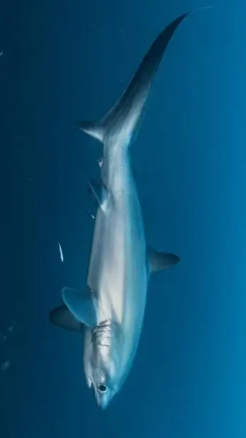 ai character: THRESHER SHARK  background