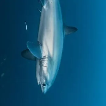 chat with ai character: THRESHER SHARK 