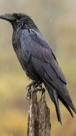 ai character: Raven background