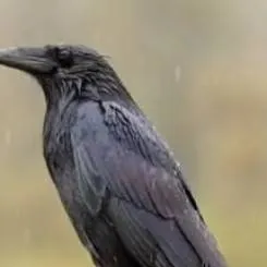 chat with ai character: Raven