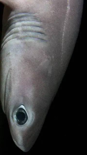 ai character: SIX-GILLED SHARK background